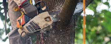 Best Tree Cabling and Bracing  in Nipomo, CA