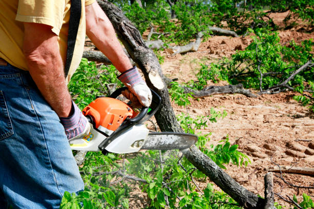 Best Commercial Tree Services  in Nipomo, CA